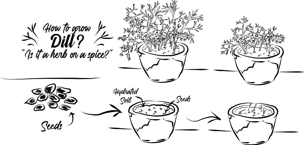 How To Grow Dill? Is It A Herb Or A Spice? Go Grow Garden