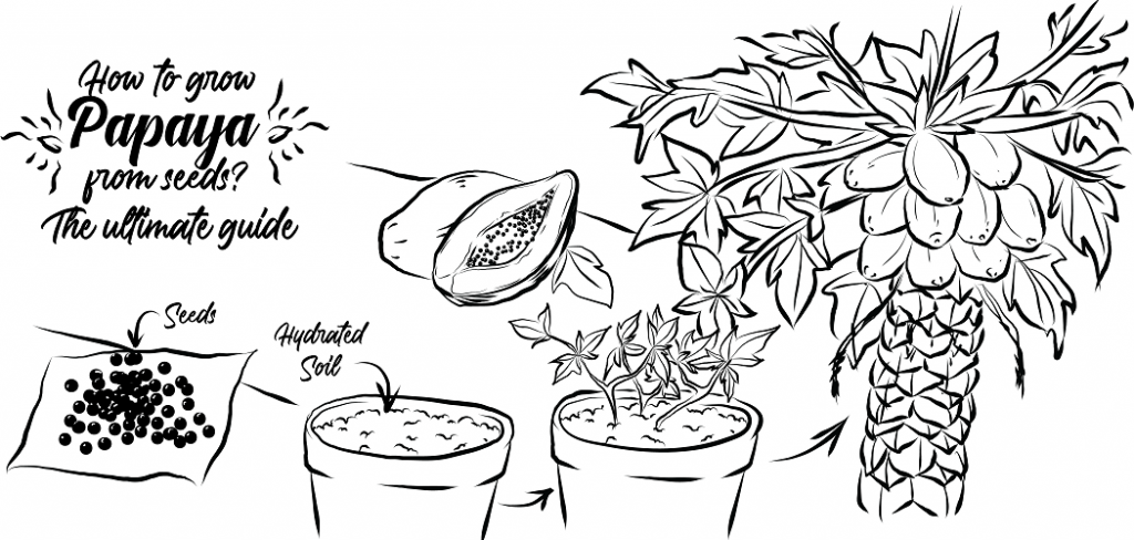 How To Grow Papaya From Seeds