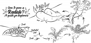 How To Grow Radish A Guide For Beginners