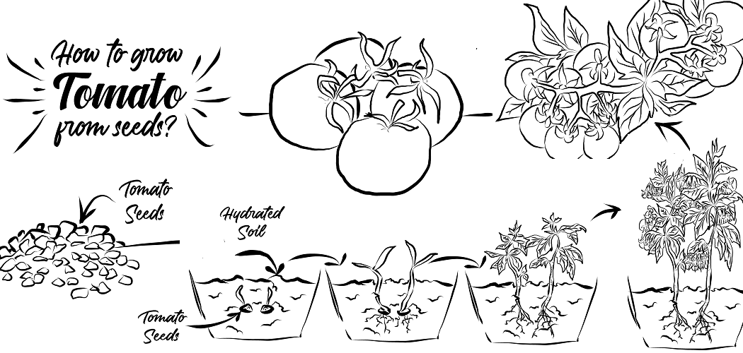 How To Grow Tomato From Seed? The Best Way Go Grow Garden