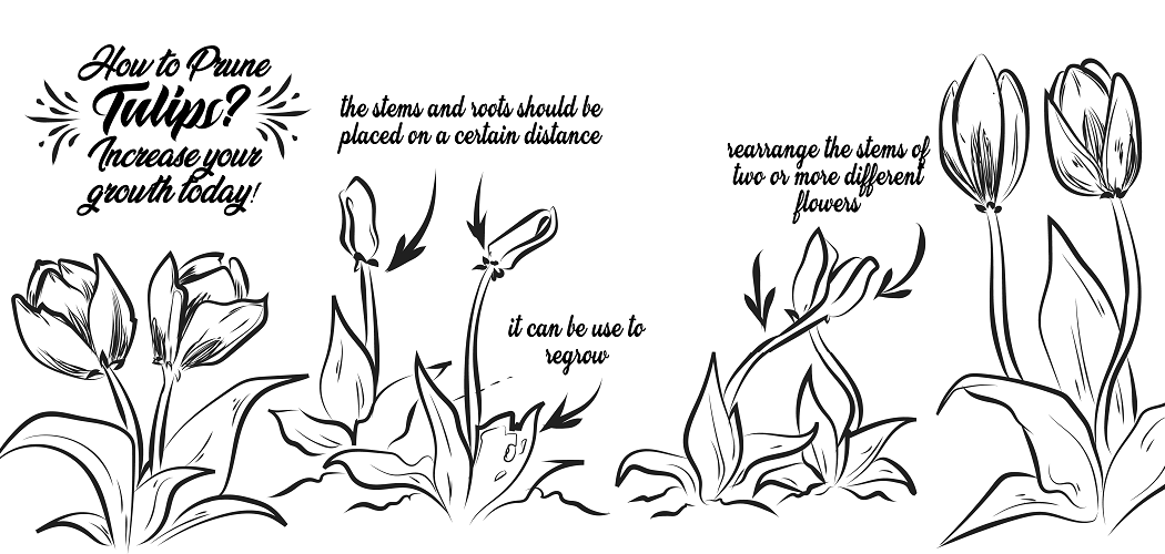How to Prune Tulips? Increase Your Growth Today! Go Grow Garden