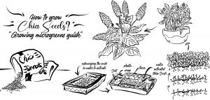 How to Grow Chia Seeds? Growing Microgreens Guide - Go Grow Garden