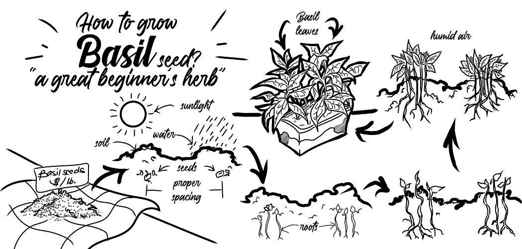 How to Grow Basil From Seed? A Great Beginner’s Herb Go Grow Garden