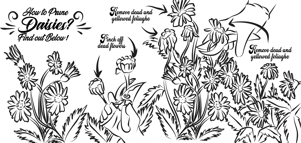 How To Prune Daisies? Find Out Below! Go Grow Garden