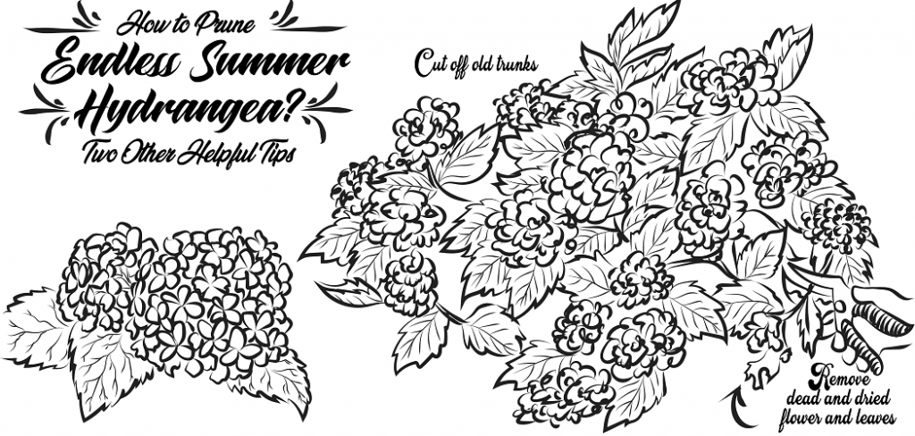 How To Prune Endless Summer Hydrangea