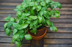 How to grow basil from seed