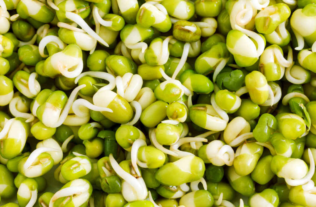 How To Grow Mung Beans Indoors