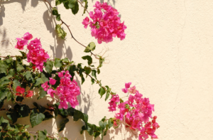 How to prune Bougainvillea