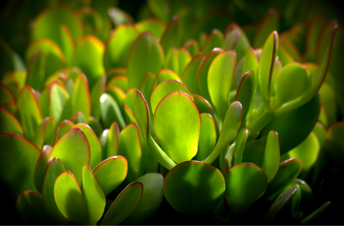 How to Prune a Jade Plant? Simple and effective pruning! - Go Grow Garden