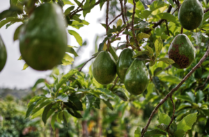 How to prune avocado tree