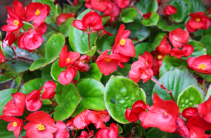 How to prune begonia