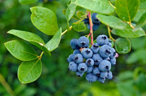 How to prune blueberries