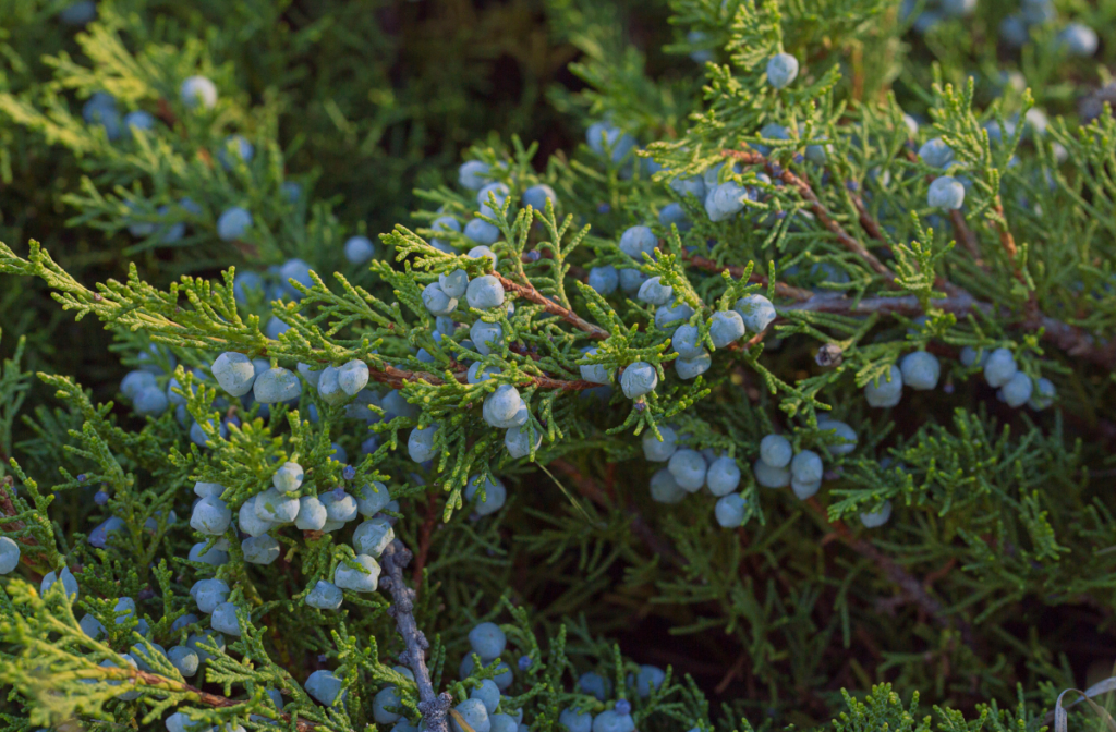 How to prune juniper