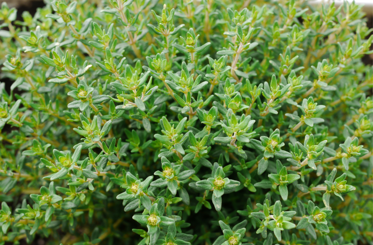 How to Prune Thyme? The Fastest Way to Maximize Growth Go Grow Garden