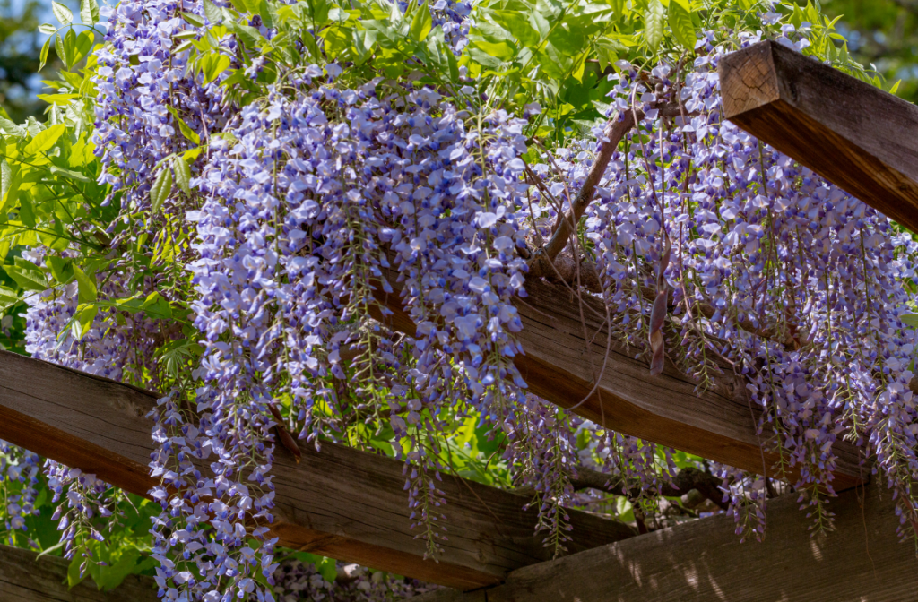 How to prune wisteria