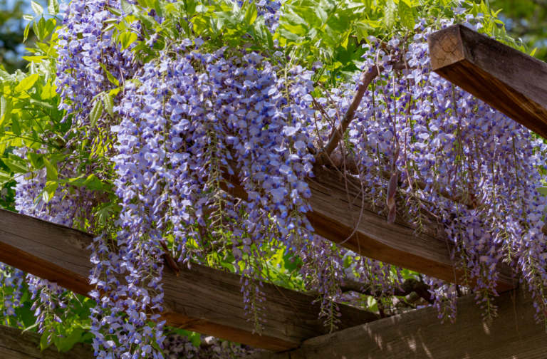 How To Prune Wisteria? Complete StepbyStep Guide Go Grow Garden