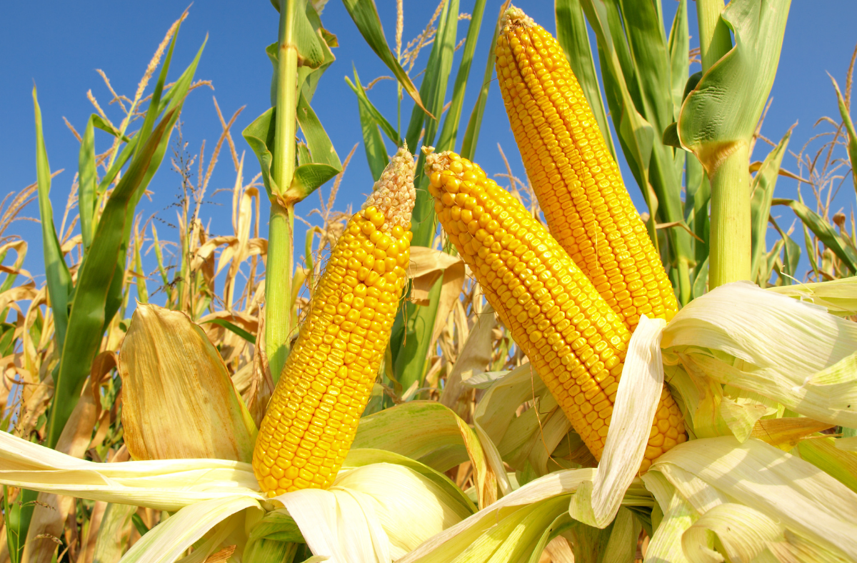 When To Harvest Corn For Fresh And Soft Kernels Go Grow Garden