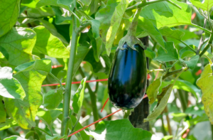 When to harvest eggplant