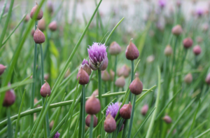 how to grow chives