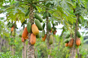 How To Grow Papaya From Seeds