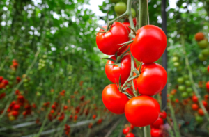 Ultimate guide to growing tomatoes
