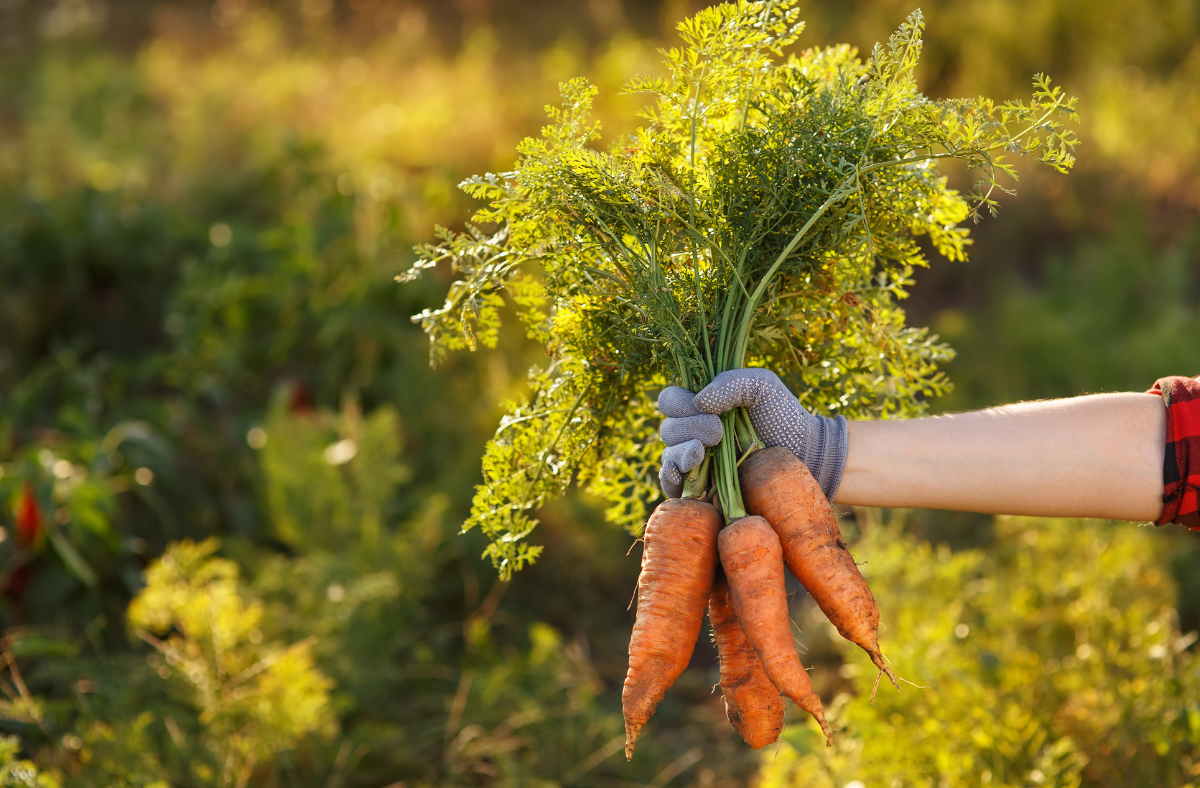 When to Harvest Carrots For Best Results Go Grow Garden